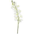 Lepkeorchidea Gundula - krém/zöld, műanyag (98cm) - MÖMAX modern living