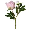 Potonika Peonie I -Paz- - roza/zelena, Basics, kovina/umetna masa (46cm) - Mömax
