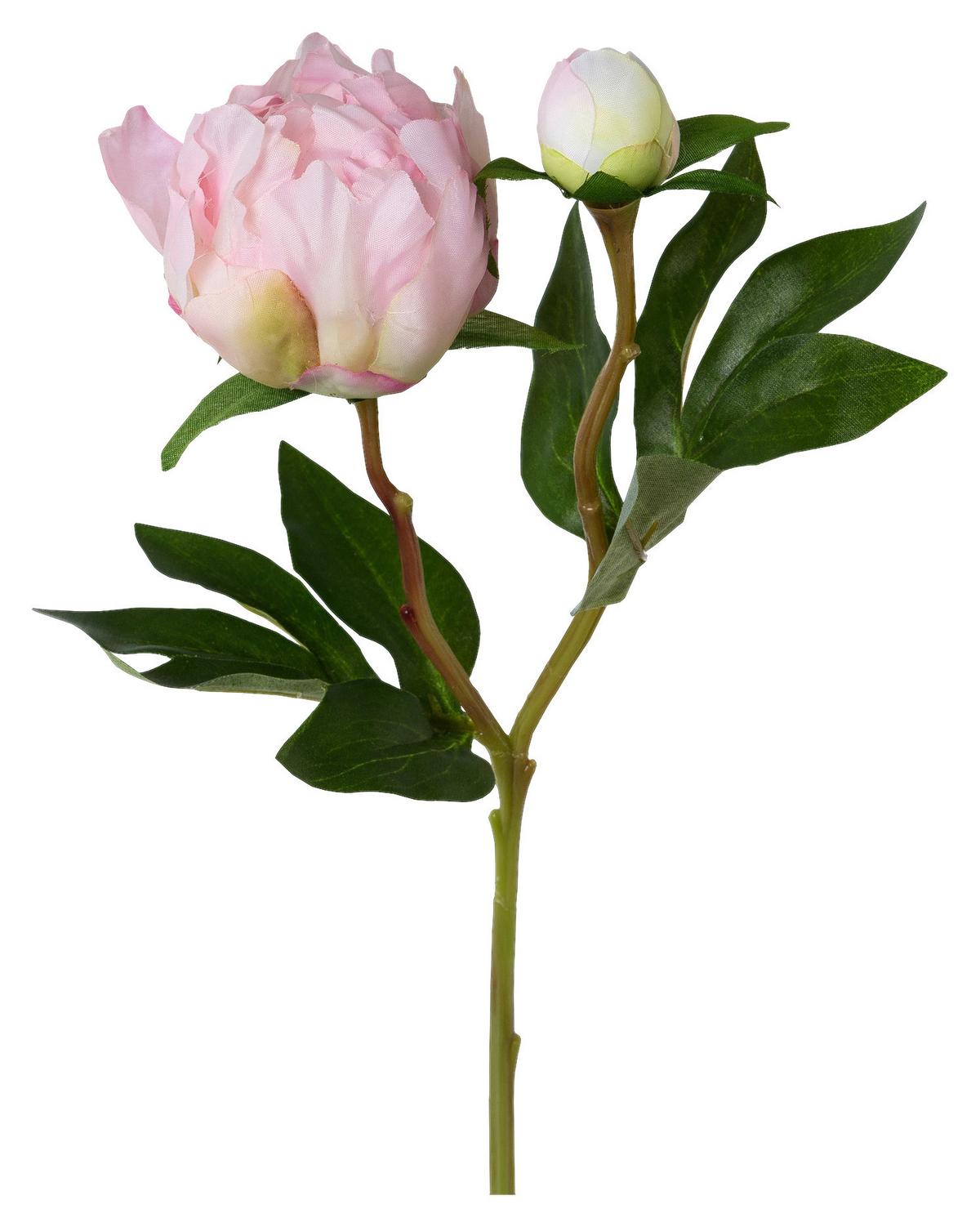 Pfingstrose Peonie I Grün/Rosa - Rosa/Grün, Basics, Kunststoff/Textil (46cm) - Mömax