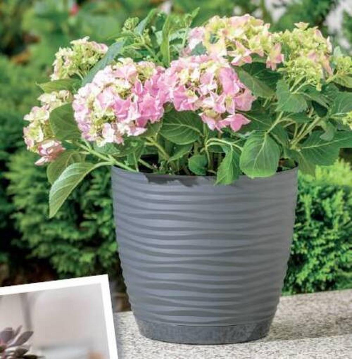Kaspó Átm.: Kb. 16,7cm Sardun Complete - antracit, Basics, műanyag (16,7/15,40cm)