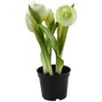 Umetna Roža Lara - zelena/bela, Romantika, kovina/umetna masa (25cm) Umetna Roža Lara - zelena/bela, Romantika, kovina/umetna masa (25cm)