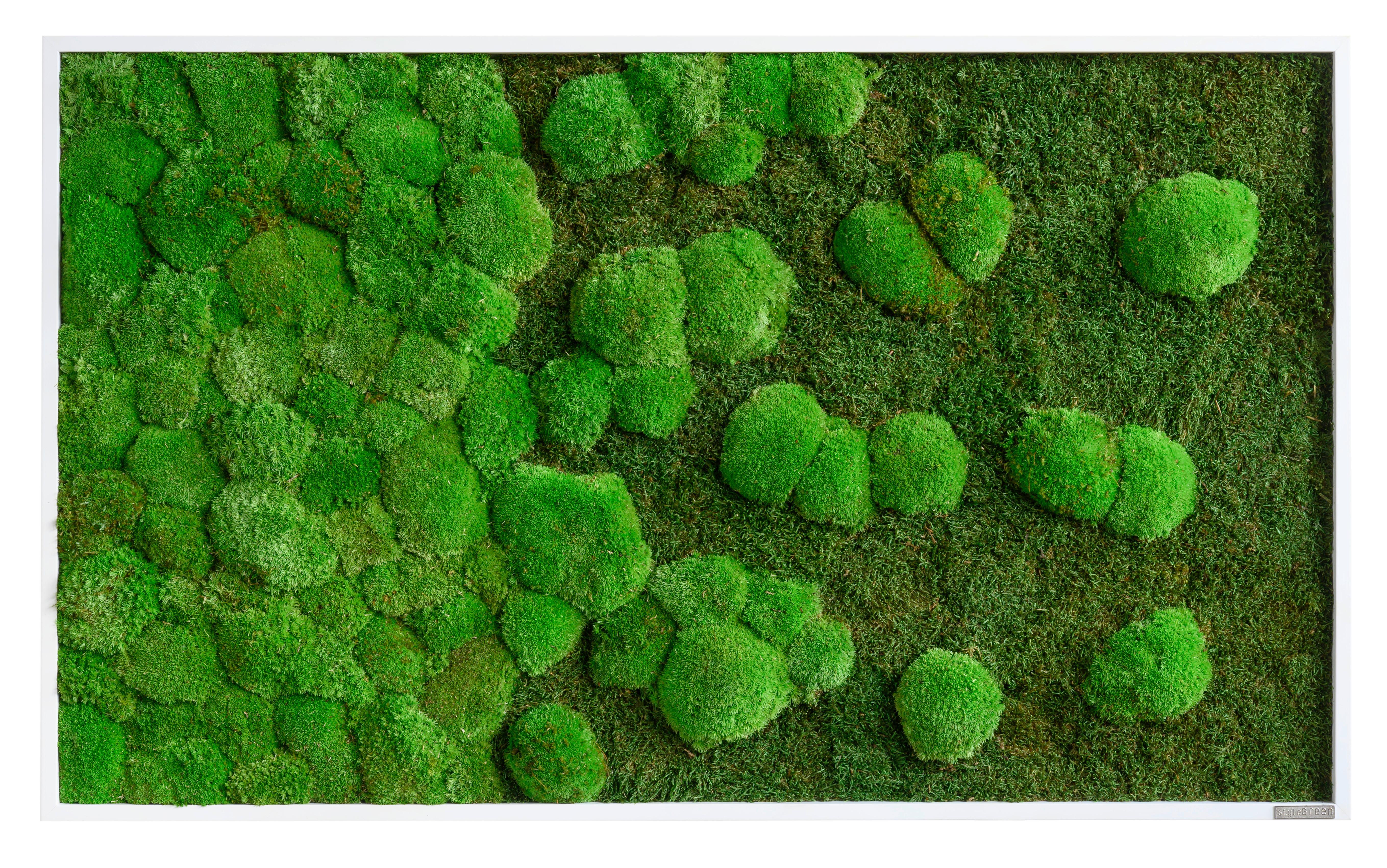Moosbild Grün - Weiß/Grün, Basics, Naturmaterialien/Holz (100/60/7cm)