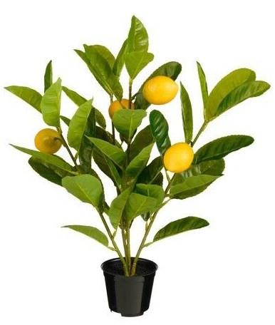Okrasno Drevo Limona - Moderno (40/46cm) - Mömax