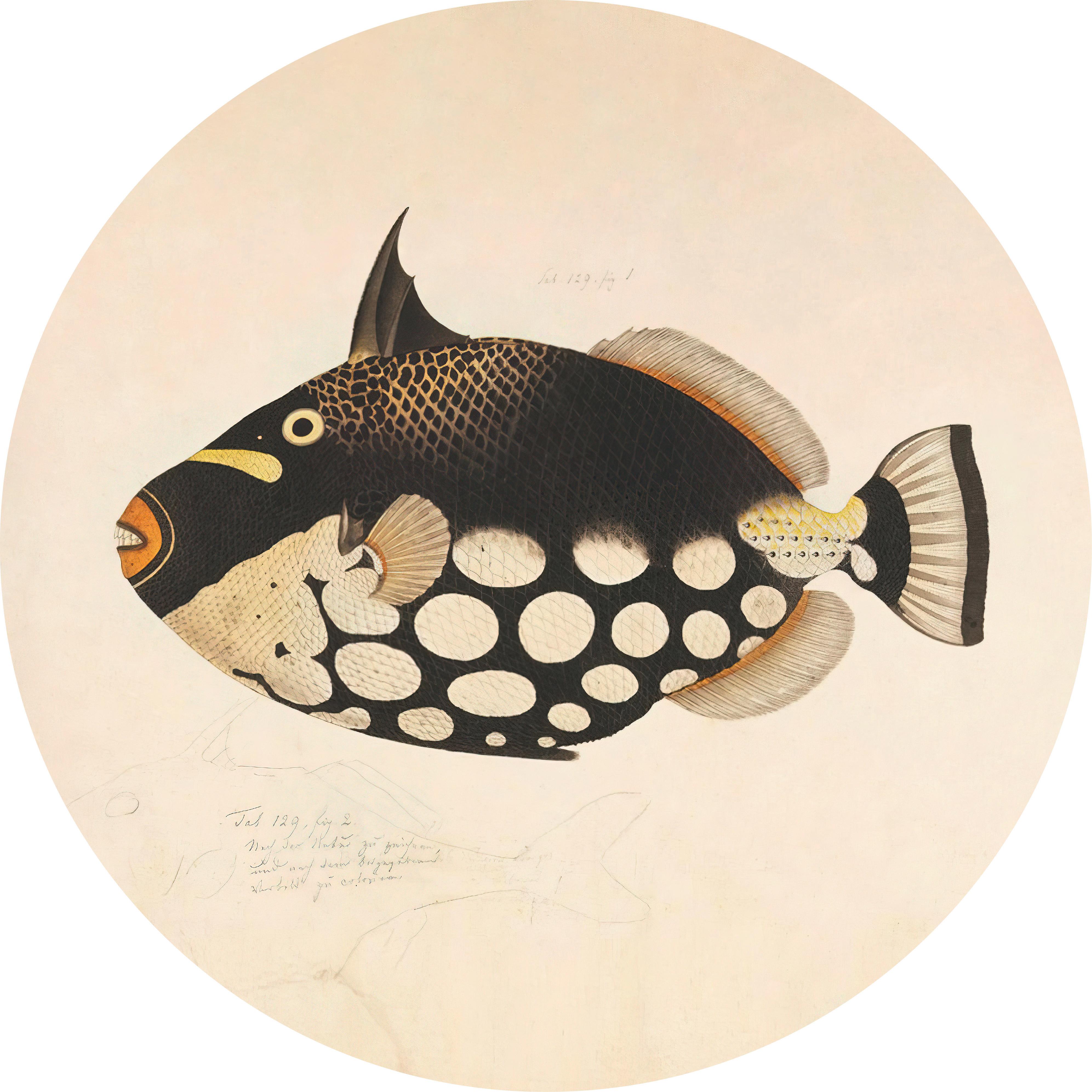 METALLBILD FISH BLACK - Basics, Metall (100/0.3cm)