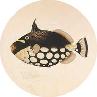 METALLBILD FISH BLACK - Beige/Schwarz, Basics, Metall (120/0,3cm)