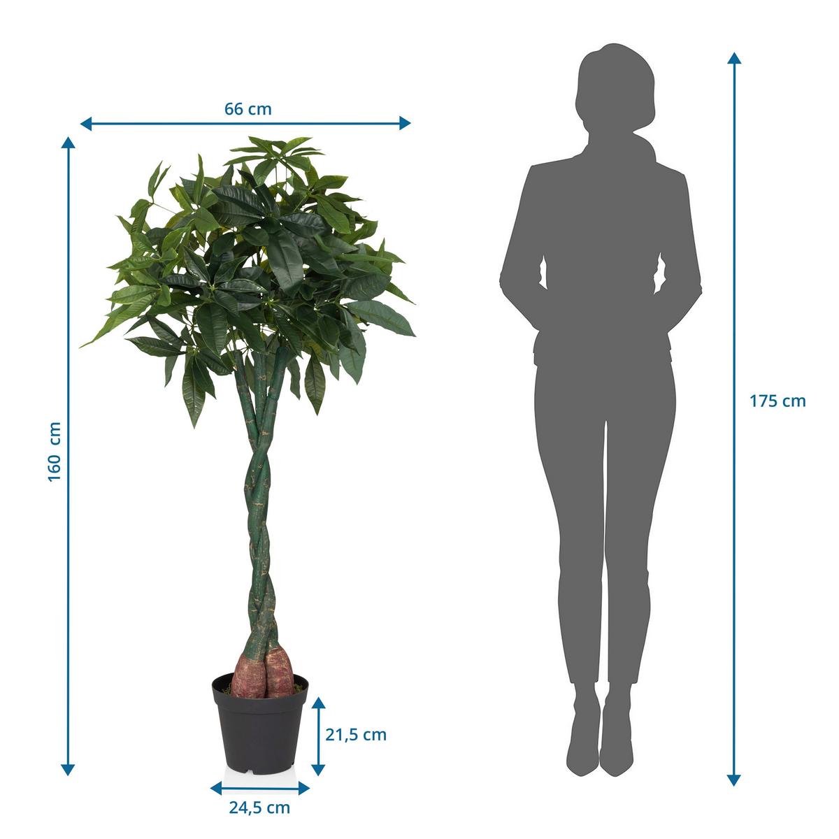 Umetna Rastlina Pachira - črna/zelena, Moderno, umetna masa (66/160/77cm) - MID.YOU