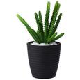 Umetna Rastlina Kaktus - črna/zelena, umetna masa (10/24,5cm) - Mömax modern living Umetna Rastlina Kaktus - črna/zelena, umetna masa (10/24,5cm) - Mömax modern living