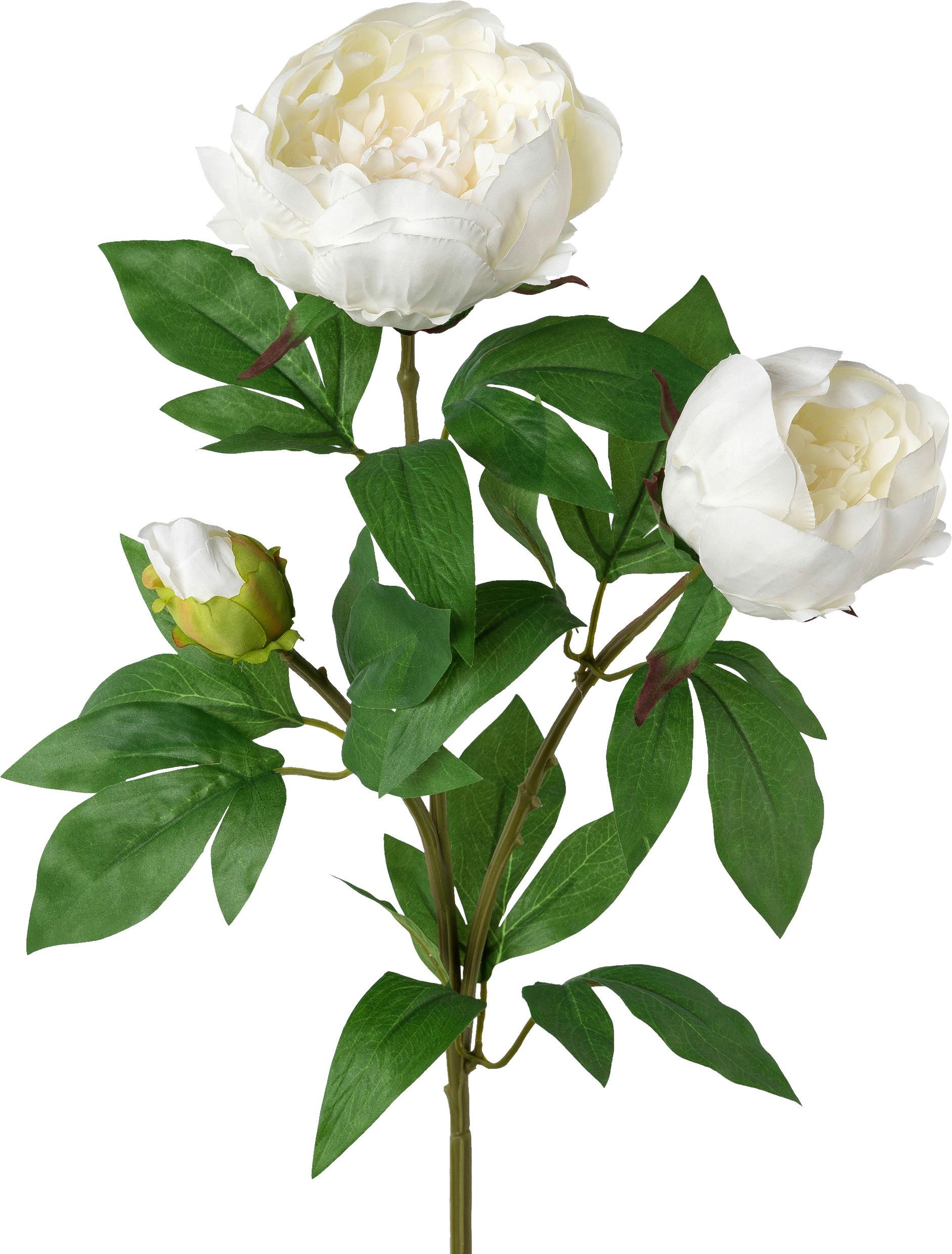 Umetna Rastlina Peonienzweig I - zelena/bela, Basics, umetna masa (70cm) - Modern Living