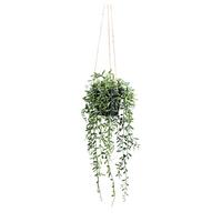 Umetna Rastlina Senecio Herreianus I - zelena, Trendi, umetna masa (55cm) - Modern Living