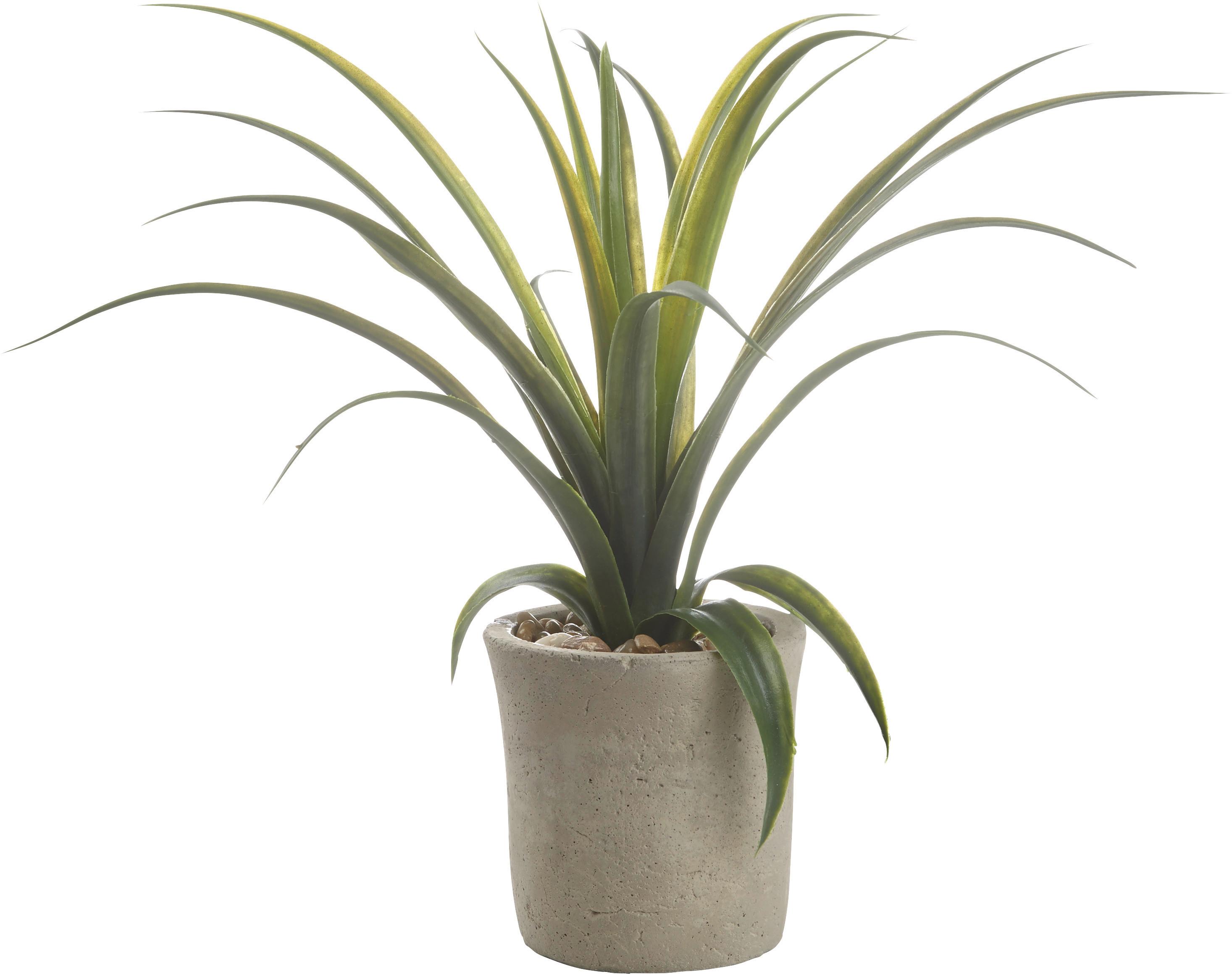 Kunstpflanze Agave in Grün online kaufen mömax