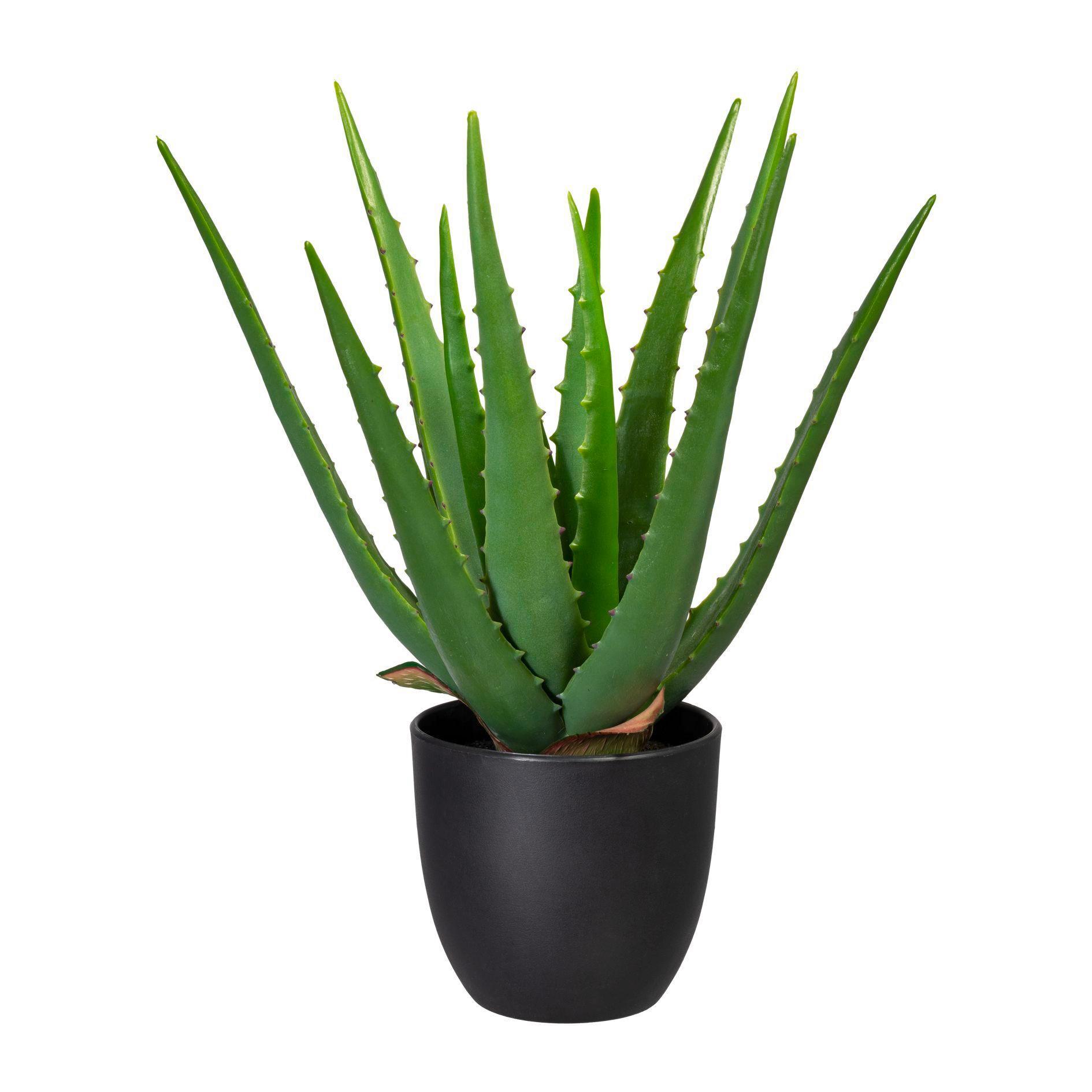 Kunstpflanze 3321102LO-50 Aloe Vera - Schwarz/Grün, Trend, Kunststoff (33cm) - P & B