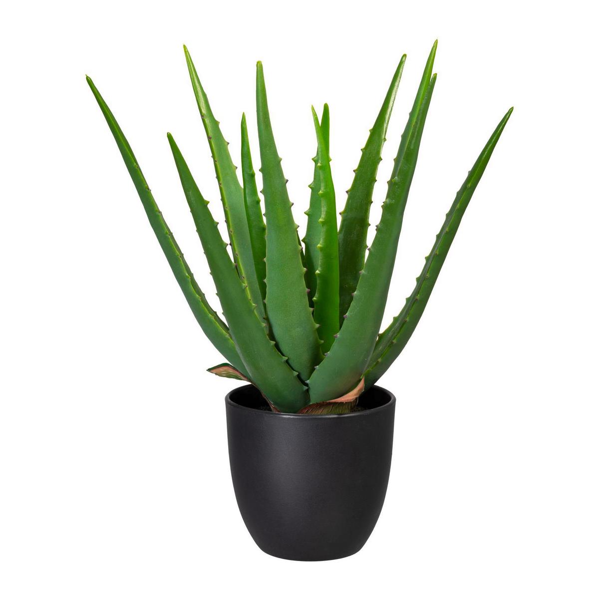 Kunstpflanze 3321102LO-50 Aloe Vera - Schwarz/Grün, Trend, Kunststoff (33cm) - P & B
