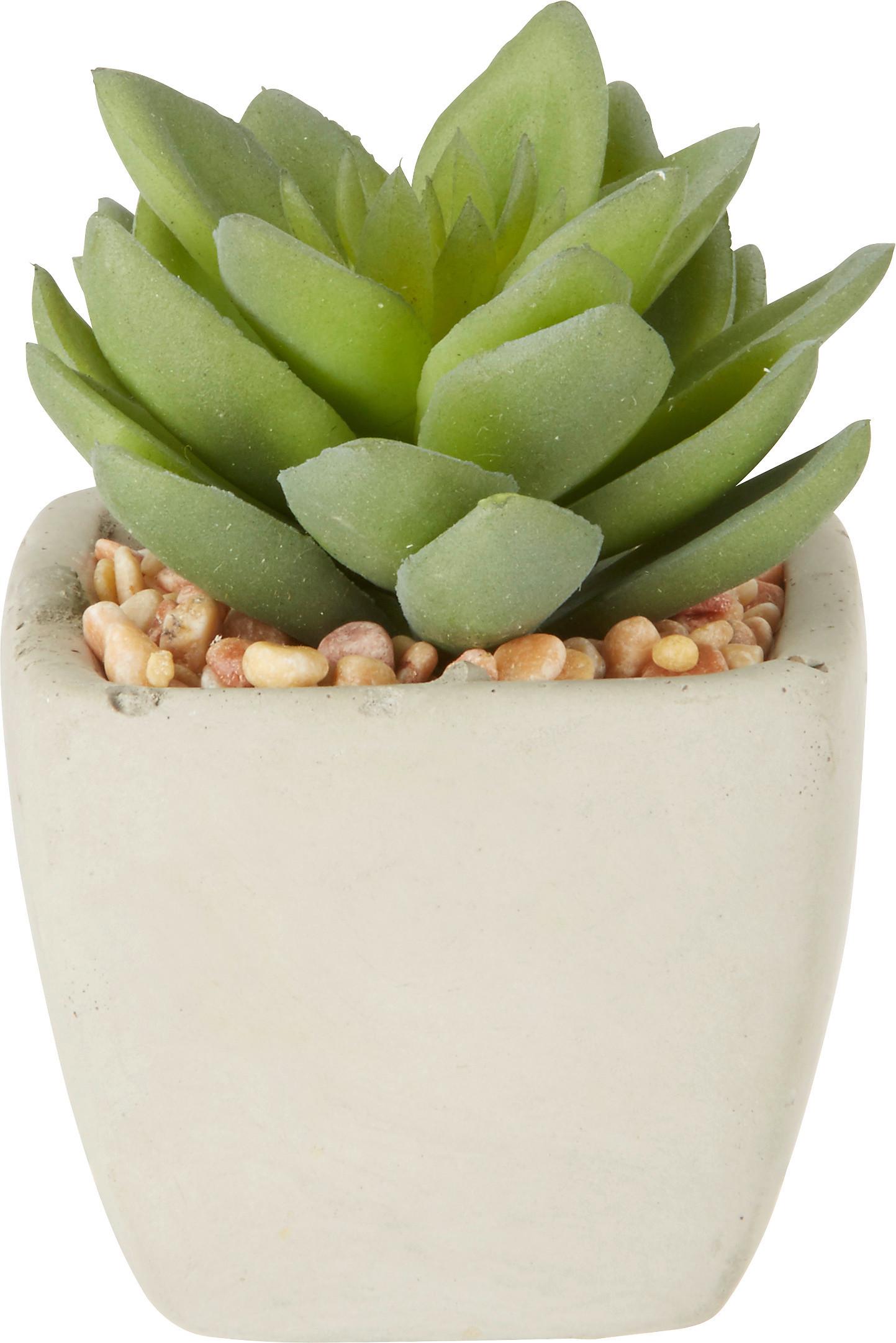 Műnövény Sukkulente - zöld, Lifestyle, műanyag (7-9cm) - Modern Living