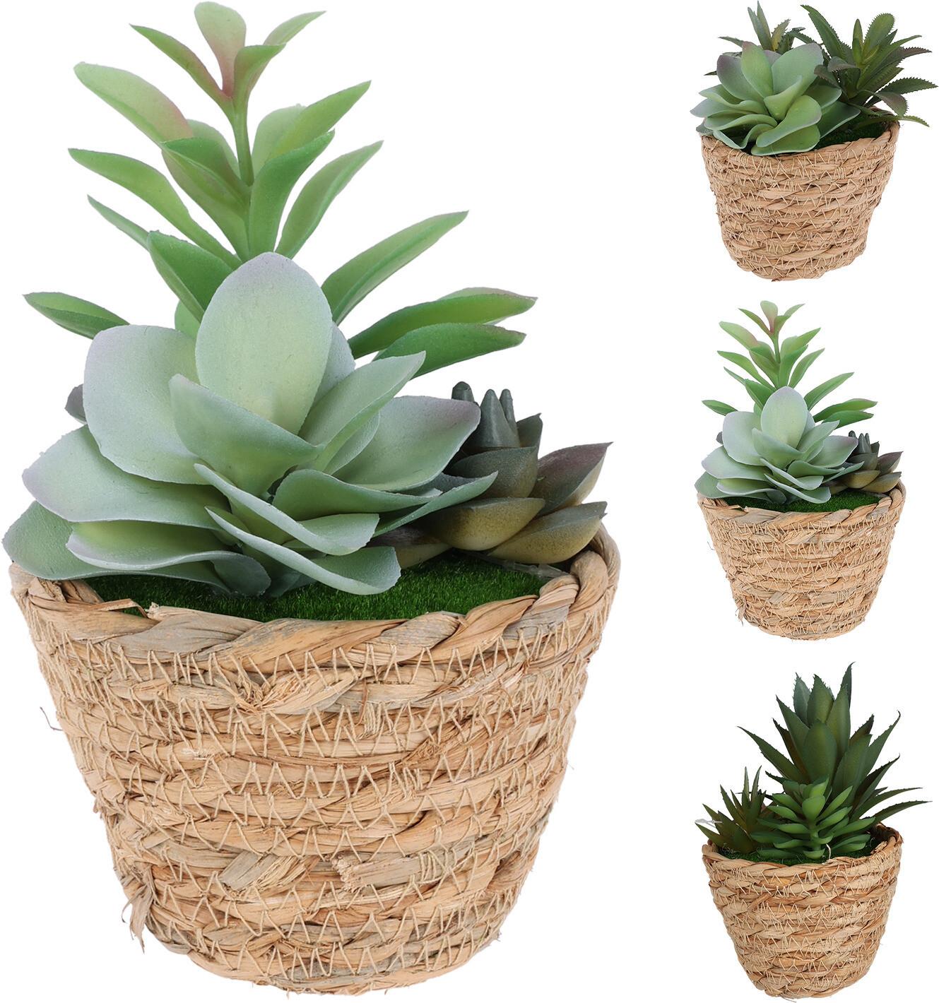Műnövény Sukkulente - natúr színű/zöld, Trend, műanyag (10/16cm)