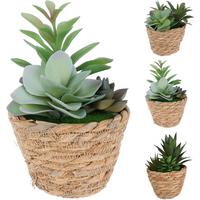 Műnövény Sukkulente - natúr színű/zöld, Trend, műanyag (10/16cm)