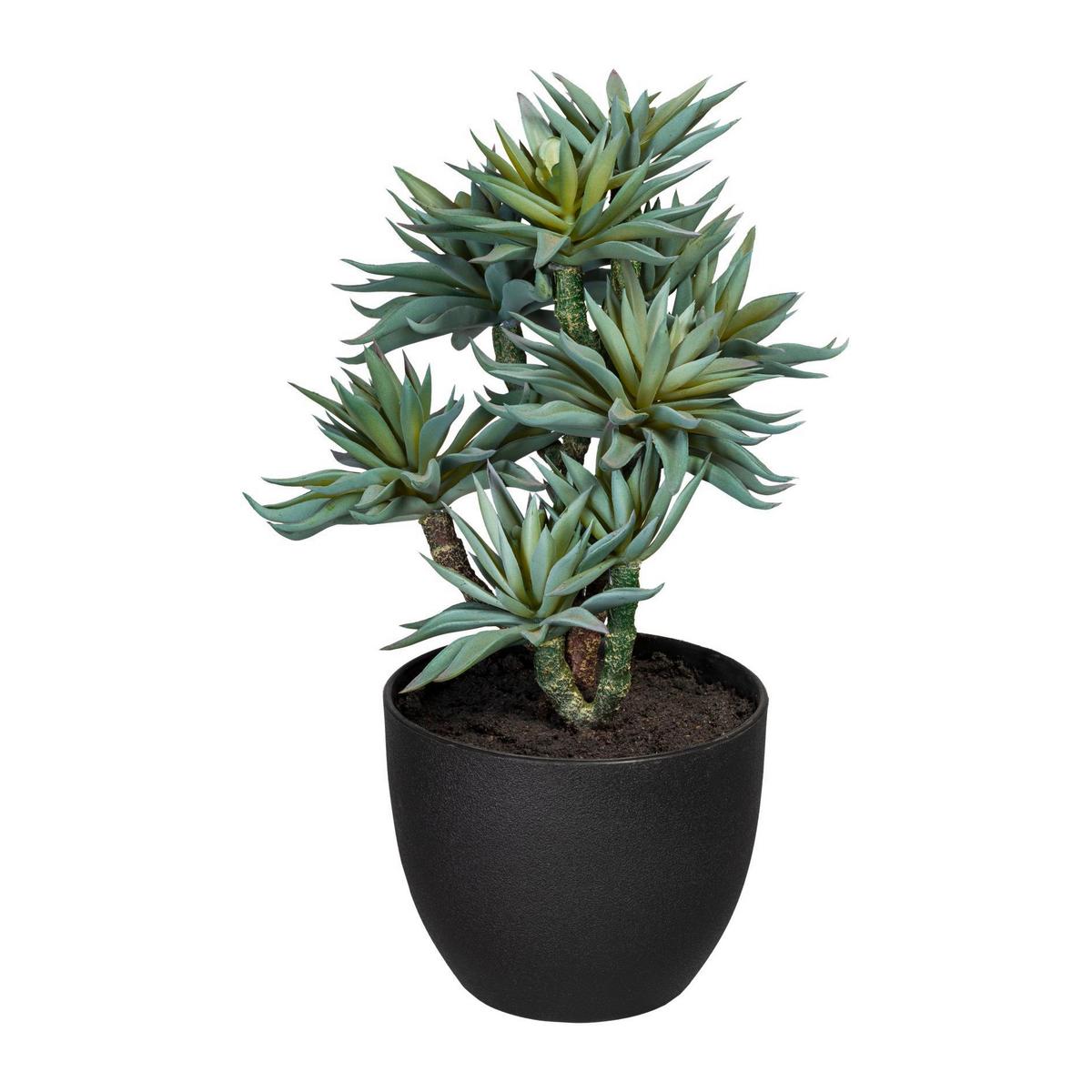 Sukkulente aus Kunststoff - Schwarz/Braun, Trend, Kunststoff (30cm) - P & B