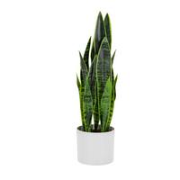 Umetna Rastlina Sansevieria - bela/zelena, Basics, umetna masa/tekstil (16/65/16cm) - MID.YOU