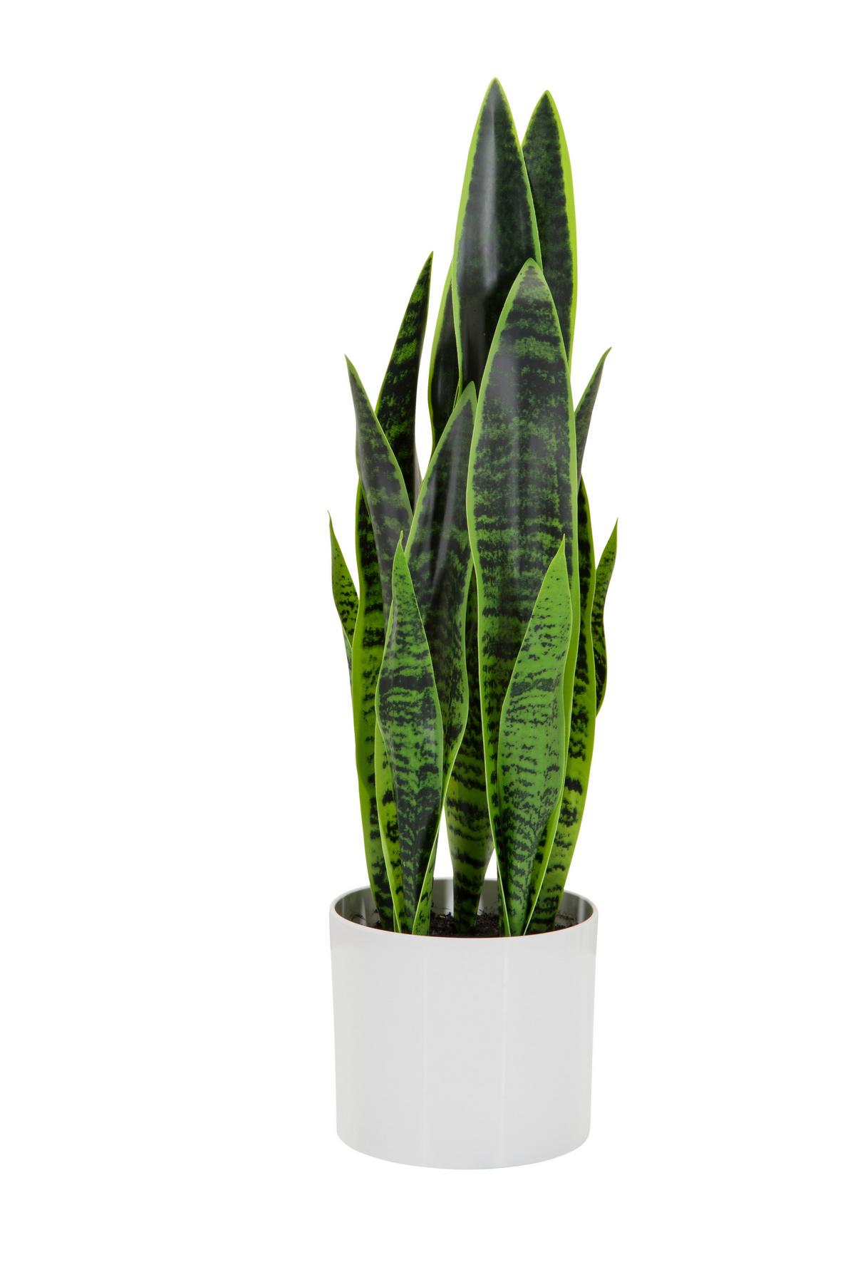Umetna Rastlina Sansevieria - bela/zelena, Basics, umetna masa/tekstil (16/65/16cm) - MID.YOU