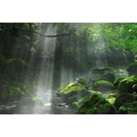 Keilrahmenbild Desteny in Grün ca. 150x100cm - Waldgrün/Dunkelgrün, Basics, Holzwerkstoff (150/100/3cm) - Modern Living