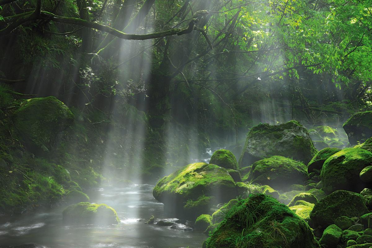 Keilrahmenbild Desteny in Grün ca. 150x100cm - Waldgrün/Dunkelgrün, Basics, Holzwerkstoff (150/100/3cm) - Modern Living