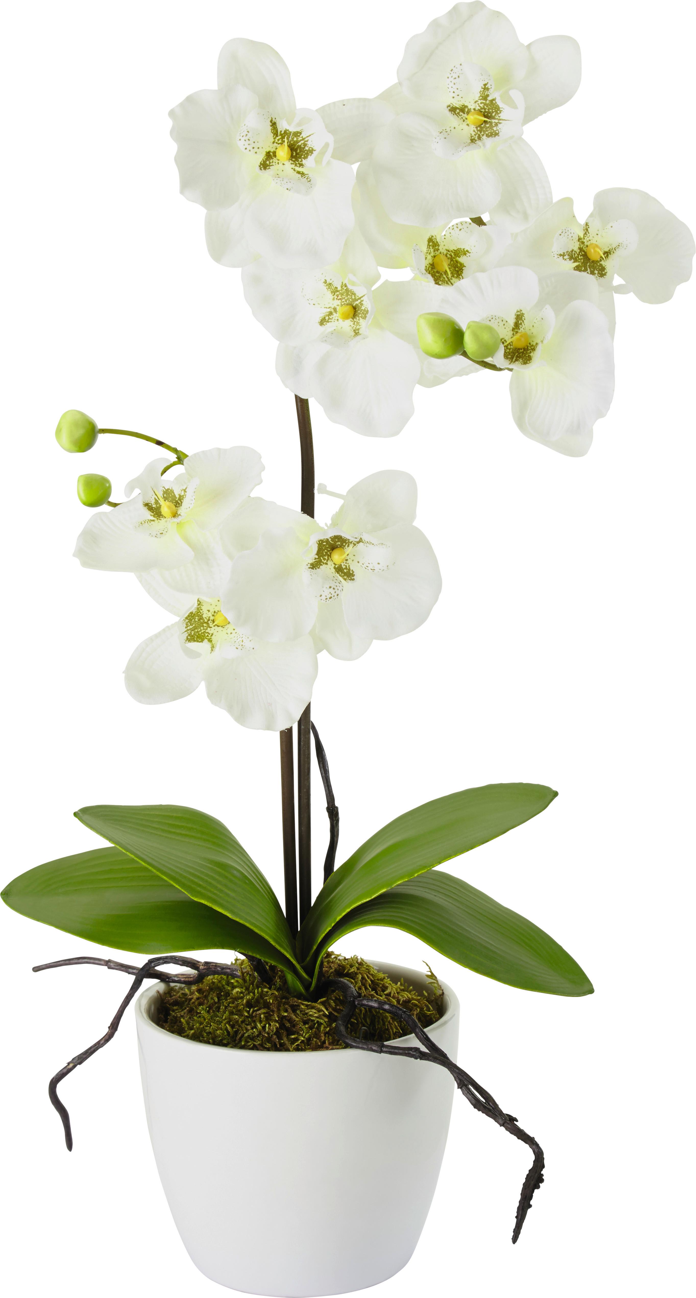 Umetna Rastlina Phalänopsis Ii - lila/pink, kovina/umetna masa (11/60cm) - Modern Living