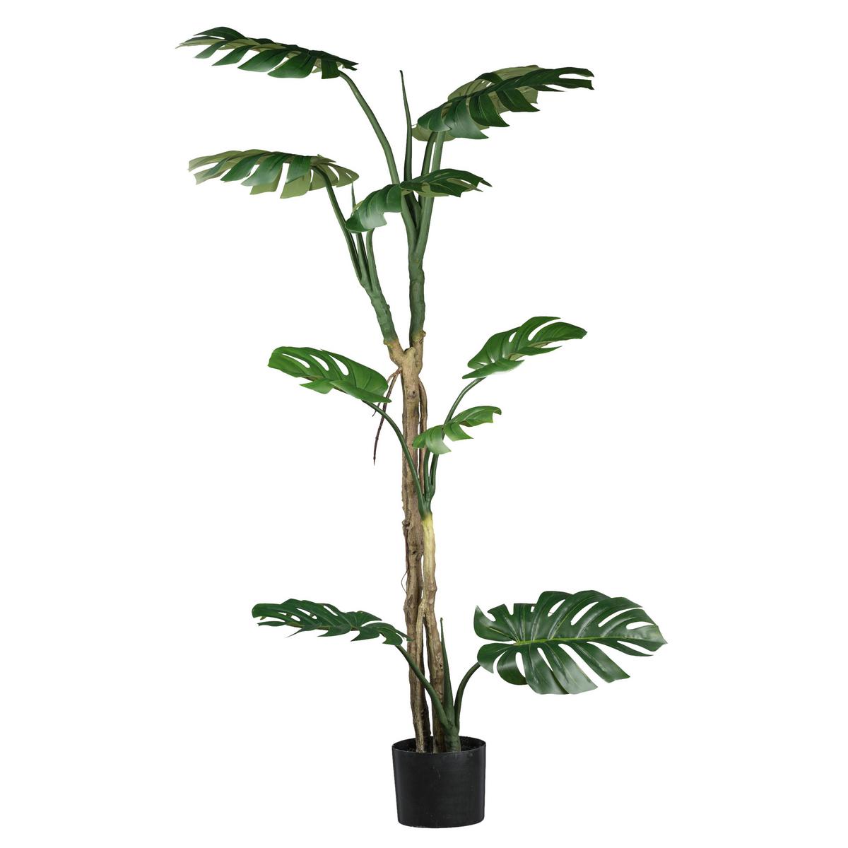Umetna Rastlina Splitphilodendron I - črna/zelena, Basics, umetna masa (175cm)