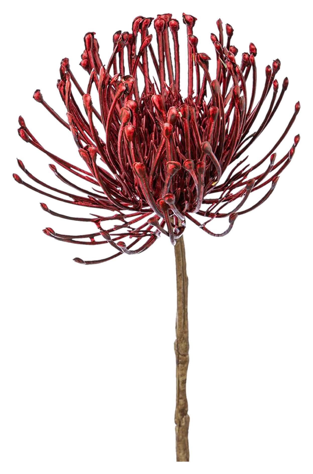 Kunstpflanze Nadelkissenprotea I - Bordeaux/Braun, Natur, Kunststoff (48cm)