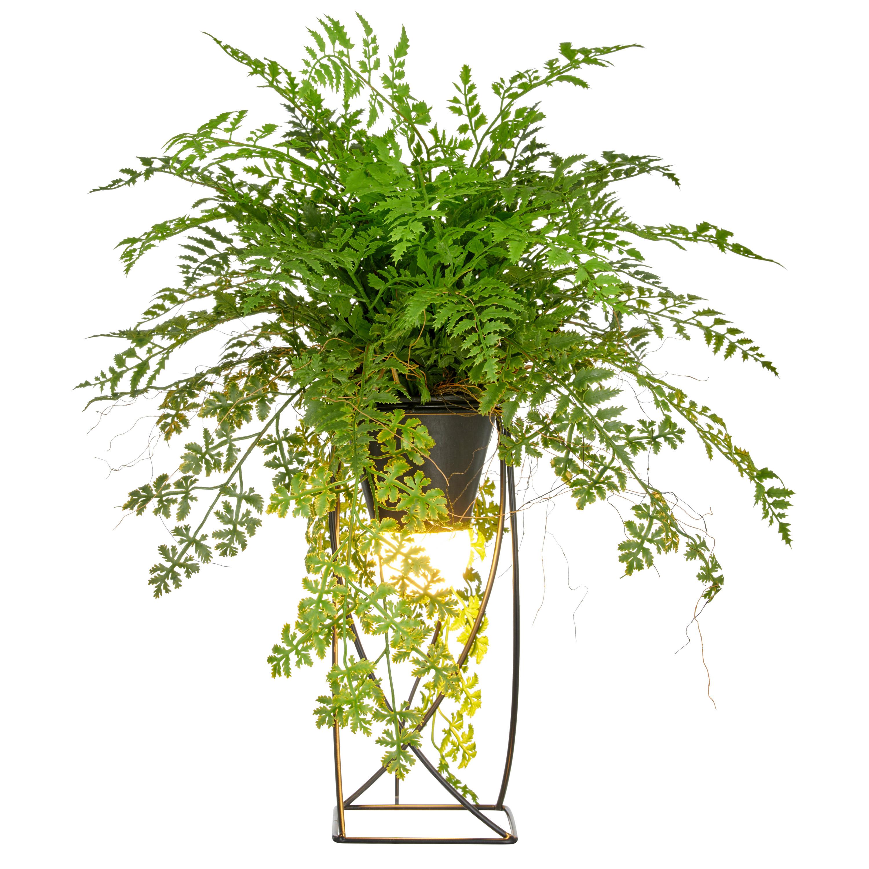 Kunstpflanze Farnmix Grün/Schwarz ca. 60cm - Schwarz/Grün, Basics, Kunststoff/Metall (60cm) - P & B