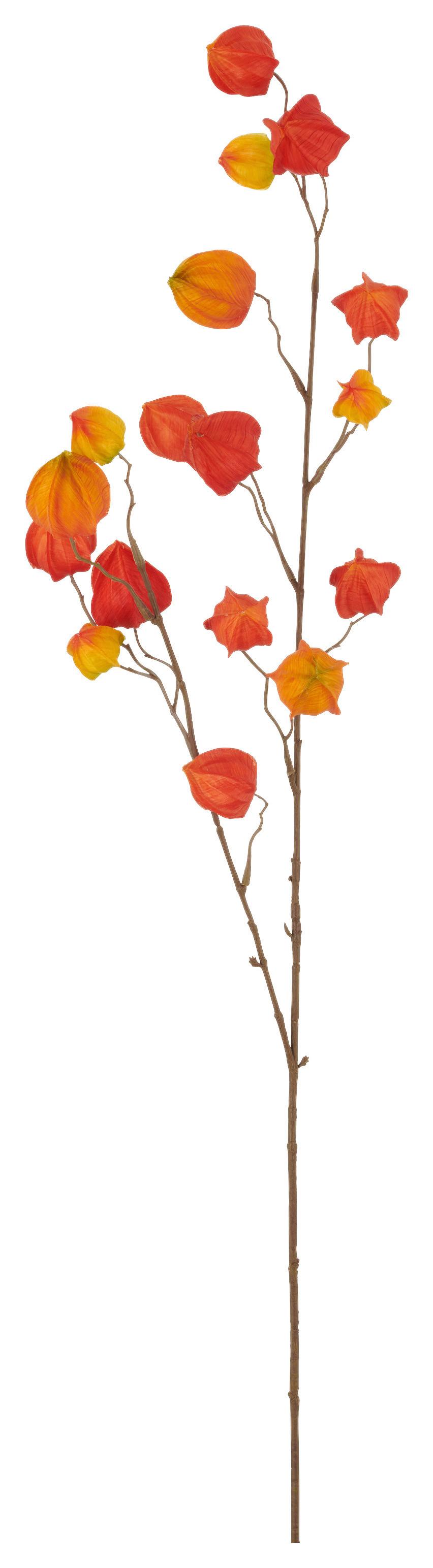 Kunstpflanze Physaliszweig I Braun/Orange - Orange/Braun, Basics, Kunststoff (105cm) - Mömax