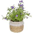 Vas Ornamental Pentru Ghiveci Jimmy - alb/culoare natur, lemn (16/16cm) - Zandiara Vas Ornamental Pentru Ghiveci Jimmy - alb/culoare natur, lemn (16/16cm) - Zandiara