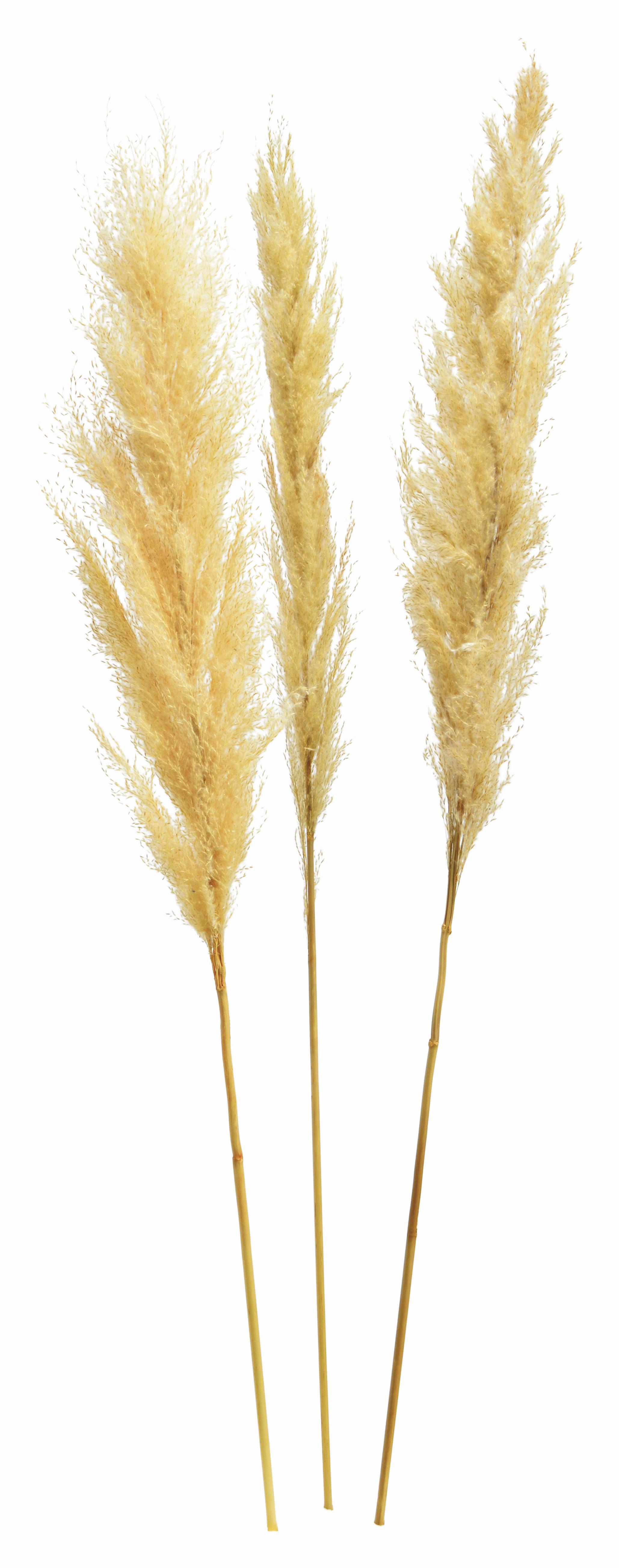 SUCHY KWIAT 10033343 - kremowy, Basics, materiały naturalne (115cm)