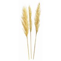 SUCHY KWIAT 10033343 - kremowy, Basics, materiały naturalne (115cm)