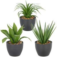 Plantă artificială Sukkulente II - verde/negru, Konventionell, plastic (20cm) - Mömax