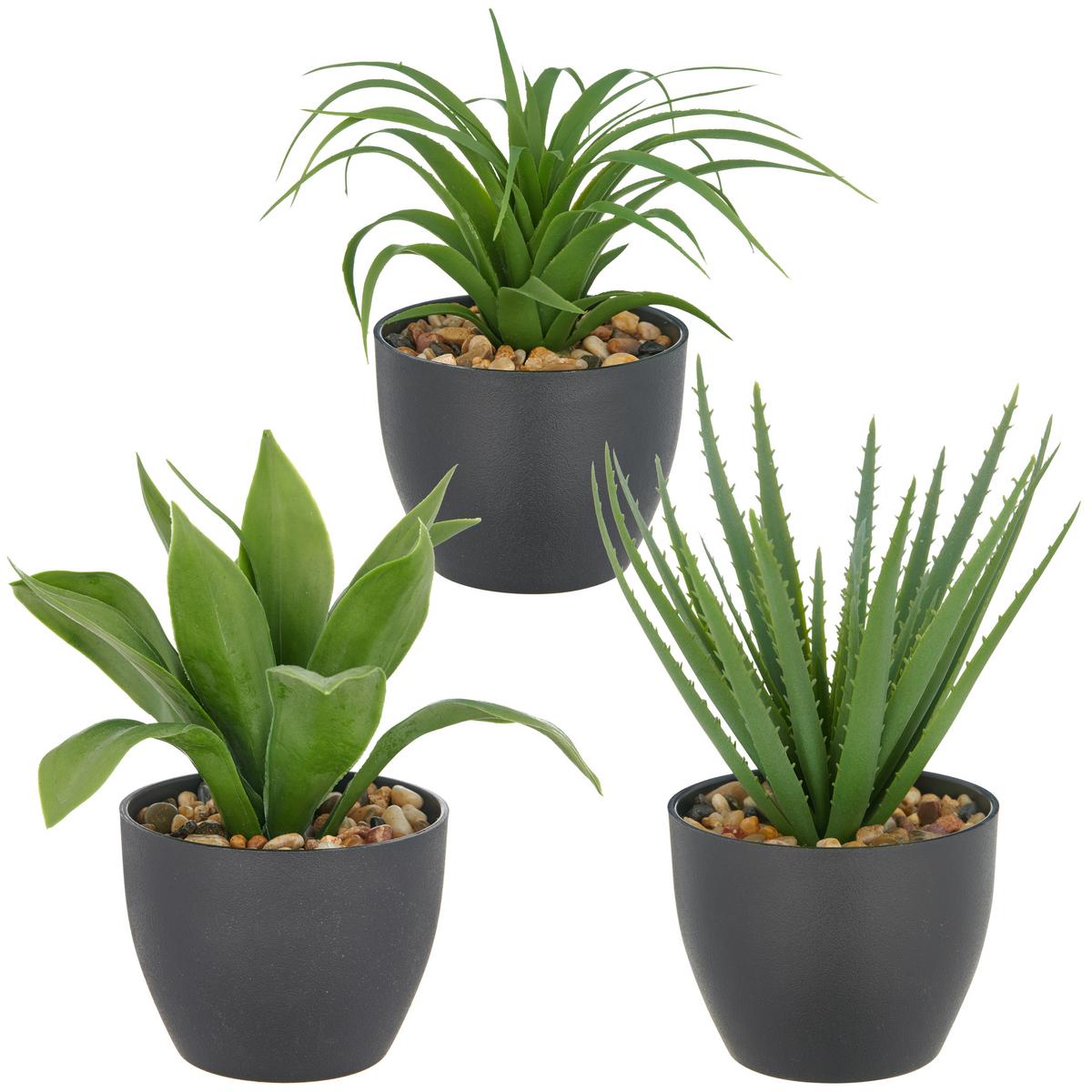 Plantă artificială Sukkulente II - verde/negru, Konventionell, plastic (20cm) - Mömax
