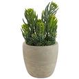 Kunstpflanze Senecio Grün - Grau/Grün, Kunststoff (55cm) Kunstpflanze Senecio Grün - Grau/Grün, Kunststoff (55cm)