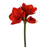 Kunstpflanze Amaryllis Rot/Grün - Rot/Grün, Basics, Kunststoff (68cm)