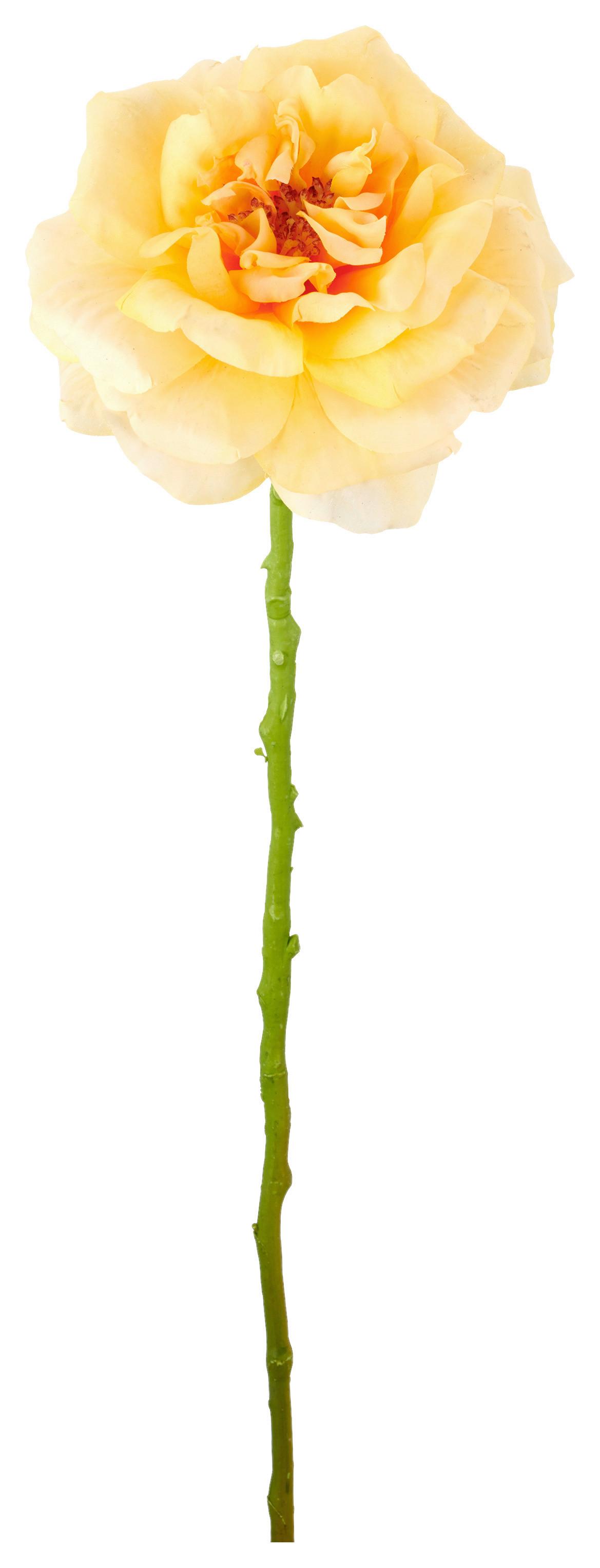 Rose II Aprikose ca. 63cm - Aprikose/Grün, Basics, Kunststoff/Textil (63cm) - Mömax