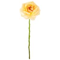 Rose II Aprikose ca. 63cm - Aprikose/Grün, Basics, Kunststoff/Textil (63cm) - Mömax