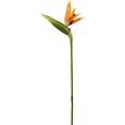 Kunstblume Gustav Orange - Orange/Grün, Kunststoff (100cm) - Mömax modern living Kunstblume Gustav Orange - Orange/Grün, Kunststoff (100cm) - Mömax modern living